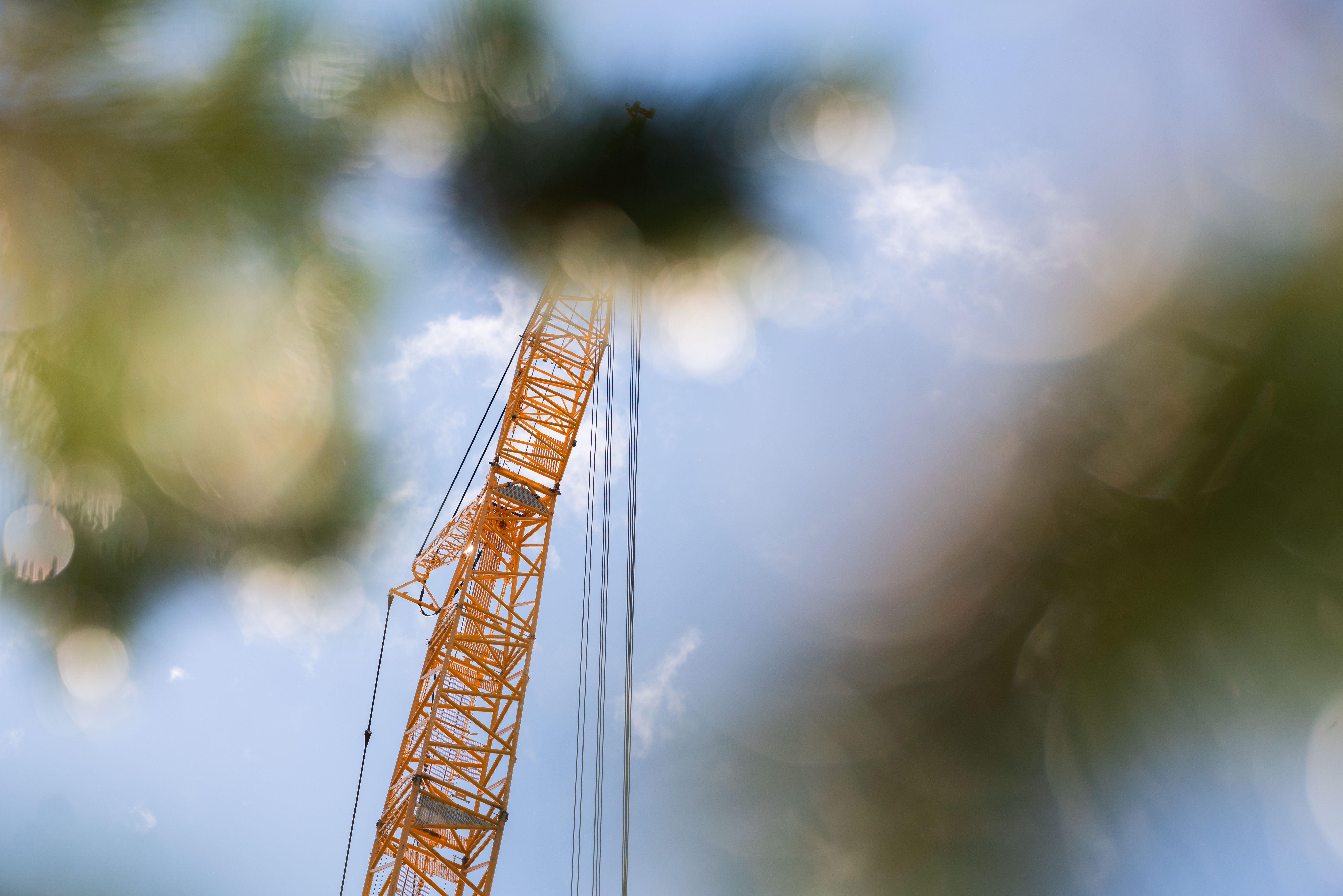 a close-up of a spider