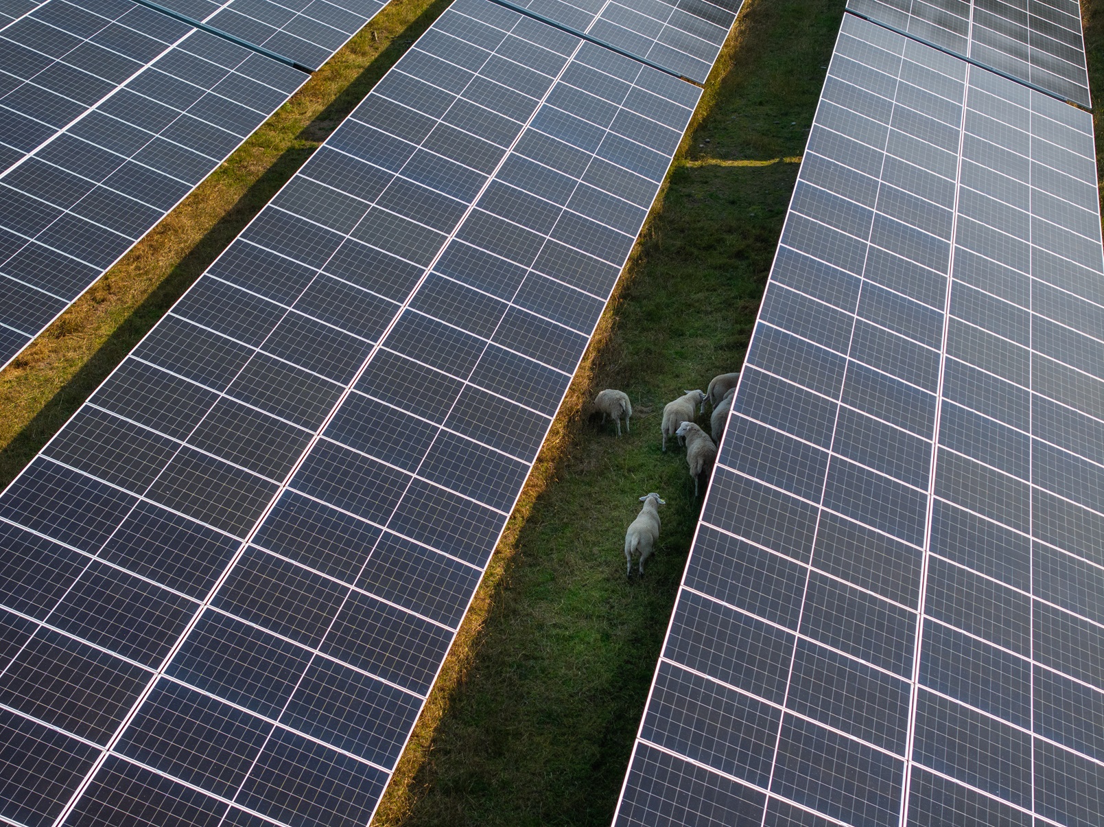 a group of sheep on a field