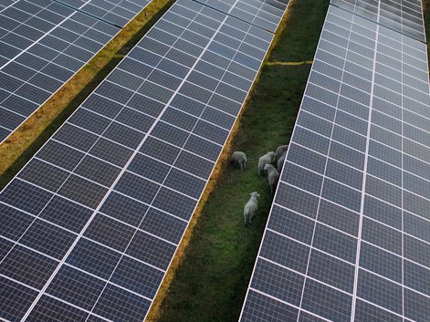 a group of sheep on a field