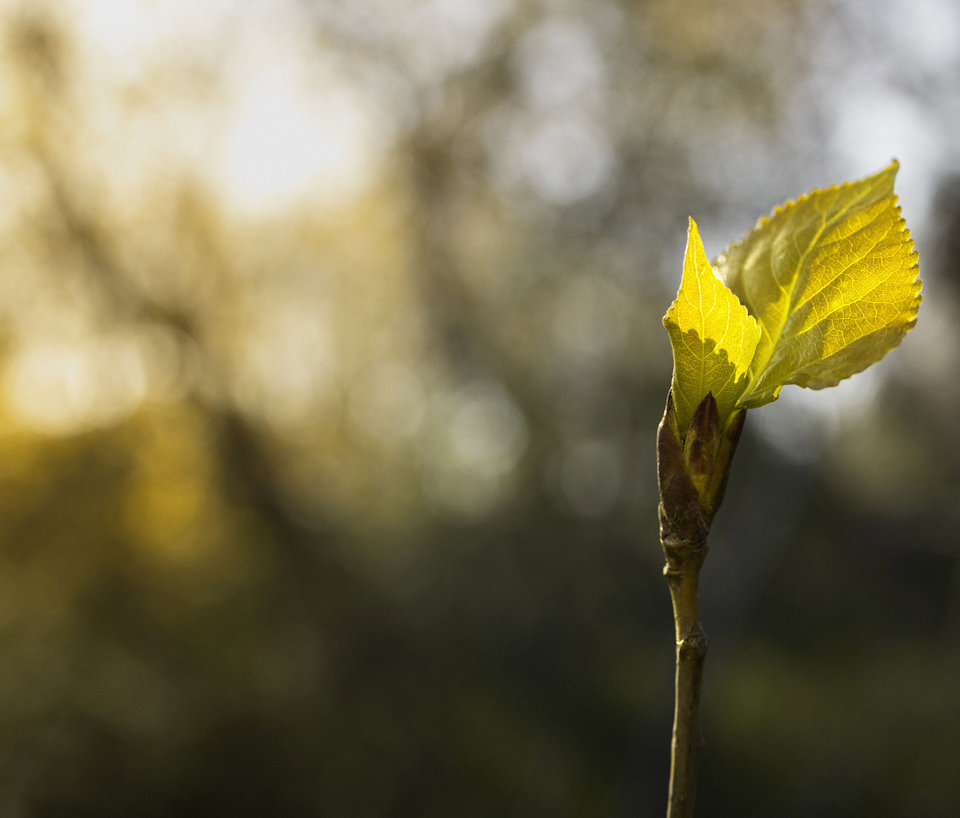 a close-up of a yellow leaf